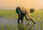 Pradhan Mantri Fasal Bima Yojana (PMFBY): A Complete Guide for Farmers
