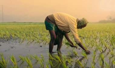 Pradhan Mantri Fasal Bima Yojana (PMFBY): A Complete Guide for Farmers