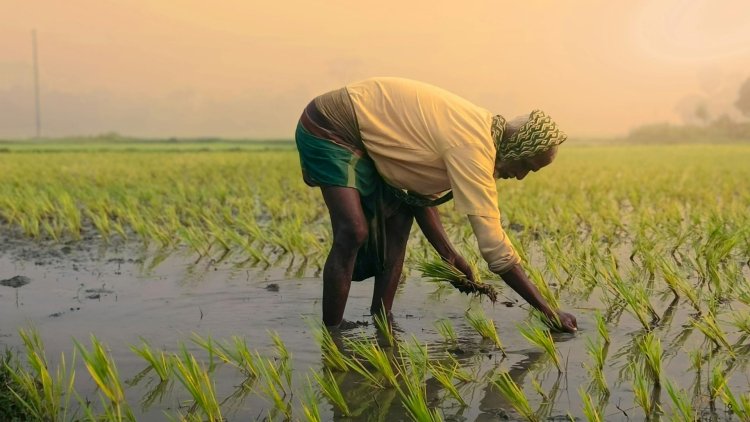 Pradhan Mantri Fasal Bima Yojana (PMFBY): A Complete Guide for Farmers